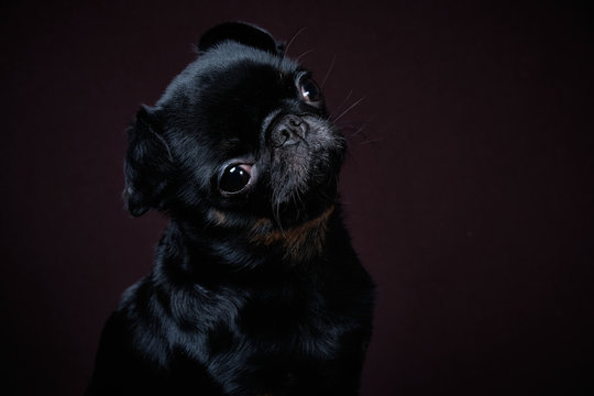 Portrait of the dog Petit brabanson on a dark background