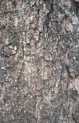 The texture of the old natural bark