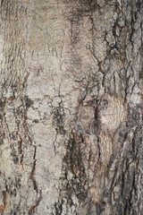 The texture of the old natural bark