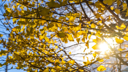 Selective focus of yellow ginkgo leaves with sunbeam and blue sky