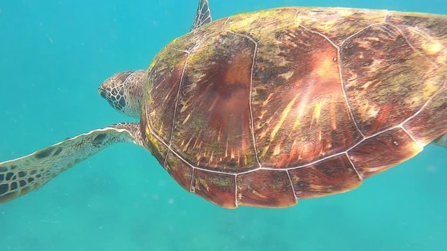 swiming  with  sea turtle