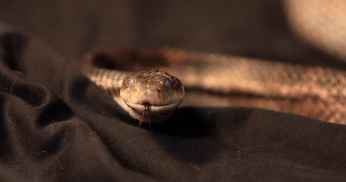 Fixed, close up and selective focus shot of rat snake pet with cloudy eyes during snake shedding, Flick Its tongue out and move on black cloth