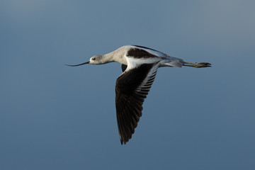 Extreme close-up of an American avocet flying 