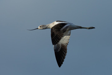 Extreme close-up of an American avocet flying 