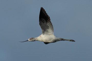 Obraz premium Extreme close-up of an American avocet flying 