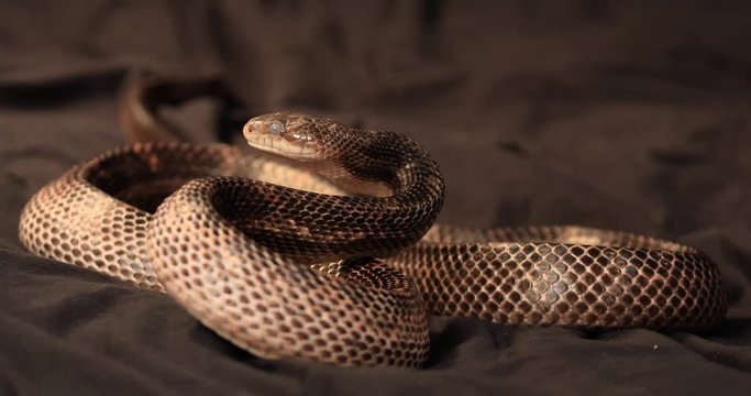 close up on rat snake pet in the attack, the snake attacking a piece of cloth moving by owner's hand, studio indoor shot with black background