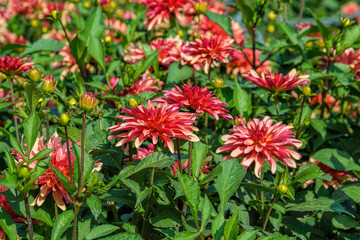Bright red and pale yellow flowers of blooming Dahlia (Georgina), at summer sunny day. Selective focus.