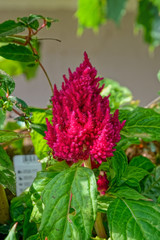 Bright red flowers of blooming Celosia, commonly known as woolflower and cockscombs, at summer sunny day. Selective focus.