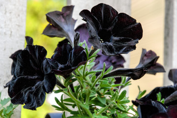Close-up view to black flowers of blooming petunia in flower pot.