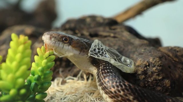 close up and selective focus shot of rat snake head with old skin during shedding, pet serpent sheds its skin with glass cage interior background