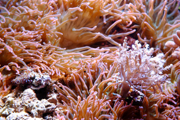 Naklejka na ściany i meble Bubble-tip anemone, (Entacmaea quadricolor)