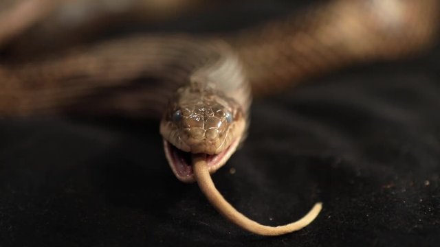 close up and selective focus shot of rat snake head front with swallowed rat prey, Only the tail is left between the snake jaws