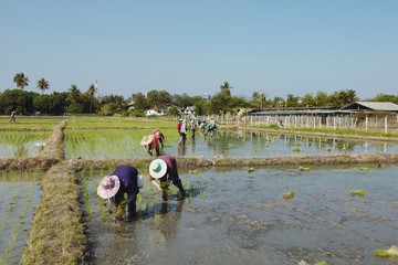 Asian farmer transplant rice seedlings in rice field,Farmer planting rice in the rainy season