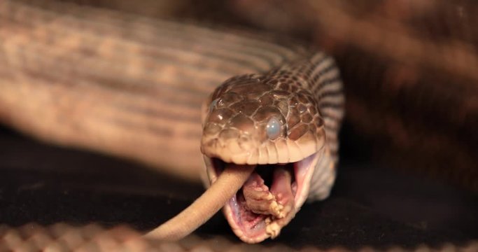 close up shot of rat snake with cloudy eyes feeding, with a rat back legs and tail between its jaws, Moments before swallow the whole prey