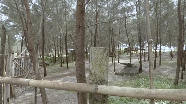 Bamboo fence with pine like evergreen tree "agoho" in Liw Liwa, San Felipe, Zambales, Philippines