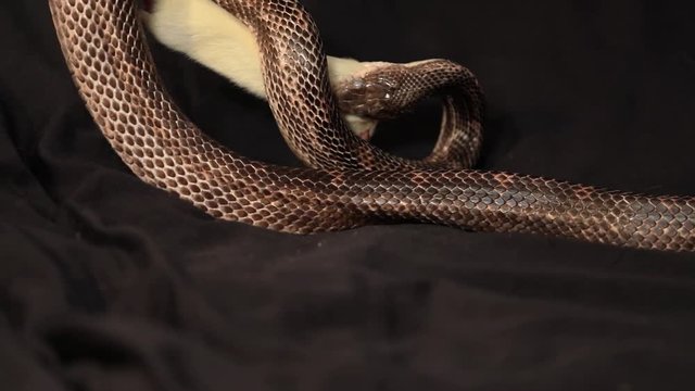 a rat snake bites a hanging white rat, pet serpent owner holding the prey and feeding his reptile animal, Fixed studio shot with black background