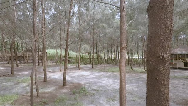 View of agoho tree in a sandy beach of Liw liwa, San Felipe, Zambales, Philippines