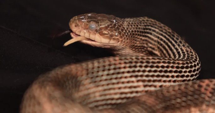 a rat snake with cloudy eyes in a close up shot, flicks its tongue out with a big mouse tail between its jaws during the prey swallow process
