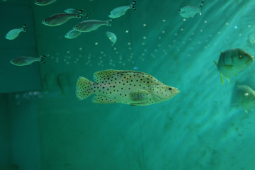 Fototapeta premium The big aquarium in Prague