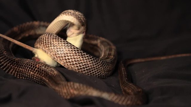 a rat snake grabs the rat with its teeth, and wraps coils of its body around the prey and squeezes, studio shot with black background