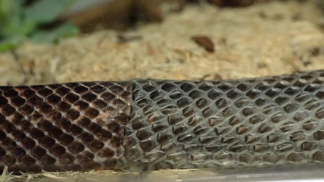extreme close up and selective focus shot of a rat snake body. slowly crawls as it shedding its skin over wood shavings in pet serpent glass cage