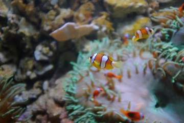 Fototapeta na wymiar Yellowtail clownfish, (Amphiprion clarkii)