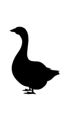 duck isolated on white background