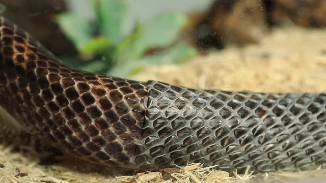 close up and selective focus shot of a rat snake body slowly crawls as it shedding its skin over wood chips, and left the shed snake skin behind