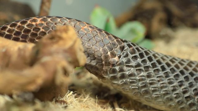 extreme close up and selective focus shot of a rat snake body slowly crawls on a branch. as it sheds its skin over wood chips
