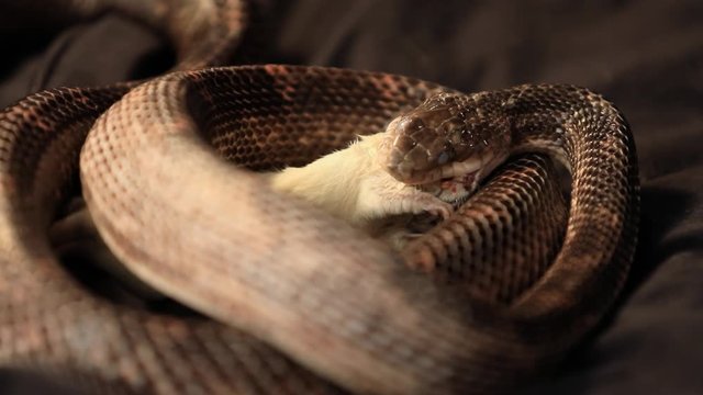 close up studio shot of a rat snake with cloudy eyes, grabs white rat with its teeth and Biting it and trying to start swallowing it