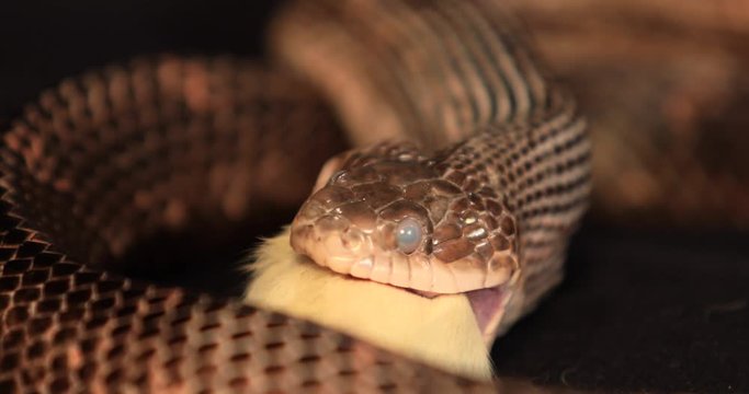 front shot of a rat snake head with cloudy eyes during snake shedding, close up on the head during the swallowing process of a big white rat prey