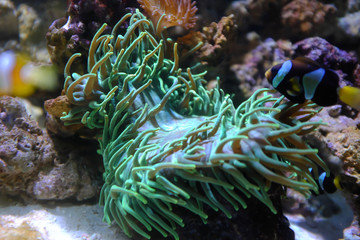Naklejka na ściany i meble Coral reef in aquarium