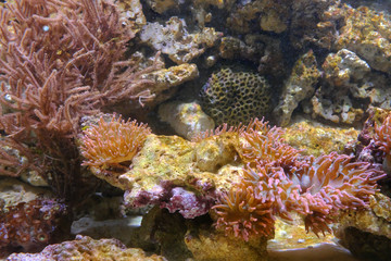 Naklejka na ściany i meble Coral reef in aquarium