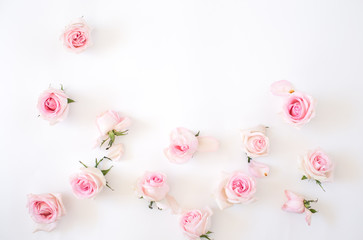 pink roses on a white background. View from above