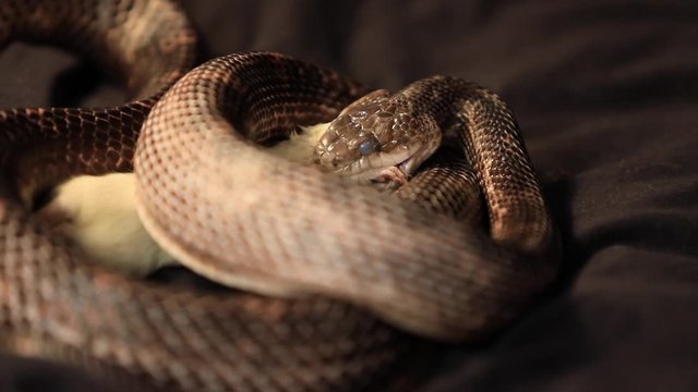 close up studio shot of a rat snake with cloudy eyes, it grabs the white rat with its teeth and Biting it to start the swallowing process