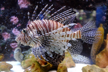 Fototapeta na wymiar Butterfly Cod, (Pterois volitans)