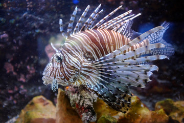 Butterfly Cod, (Pterois volitans)