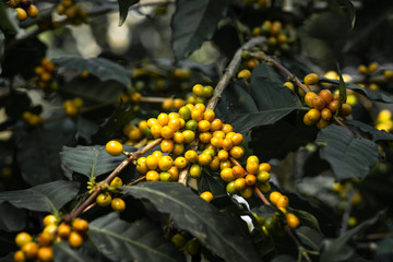 Fototapeta premium Fresh red coffee red cherry coffee bean in hands