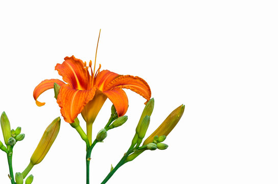 blooming orange lily with closed buds isolated on white background