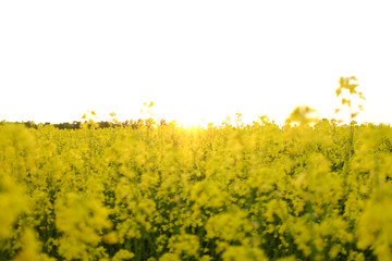 Oilseed rape, Czech Republic