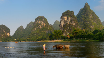 Woman tending domestic Asian Water Bufflao among karst peaks at the Li river Yangshuo China
