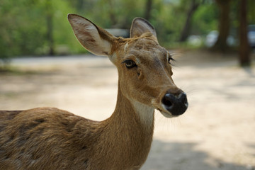 Sleepy face Chital deer focus on the black nose