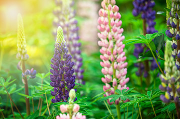 Fototapeta premium Beautiful sweet pink and violet Lupine flowers in the garden with blurred background