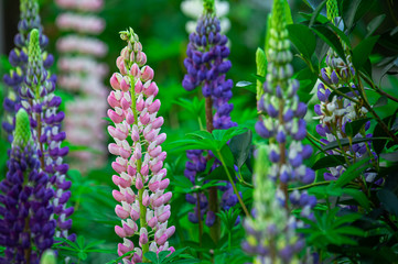 Colorful pink and violet blooming Lu pin flowers in the garden