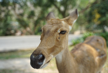 Sleepy face Chital deer focus on the black nose
