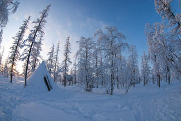 Far North. Forest-tundra. Camp of Nenets reindeer herders. Choom.