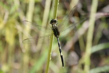 Green Marsh Hawk. A species of Orthetrum sabina dragonfly. Sinhgad valley, India..