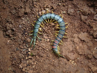 Centipede (Scolopendra Spp.) Some species of centipedes can be hazardous to humans because of their bite. Khadakvasla dam, India..