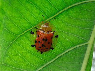 Tortoise beetle on leaf, Closeup. The tortoise beetles are an artificial grouping of tribes within the leaf beetle subfamily Hispinae..