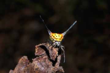 Orb-weaver Spider, Gastracantha dyalyi at Agumbe. (Karnataka, India)